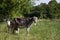 Two gray goats graze in the field on the green grass, near the forest.