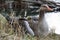 Two Gray Goose Chicken hiding in their Mothers Wing.