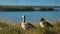 Two gray goose stand on the shore of the oceanic bay. Andreev.