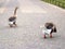 Two gray gooses are walking near the city pond. Back view