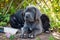 Two Gray Great Dane dogs puppies outdoor
