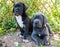 Two Gray Great Dane dogs puppies outdoor