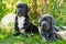 Two Gray Great Dane dogs puppies outdoor