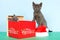 Two Gray kittens christmas box