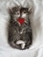 two gray kittens hugging sleep valentine's day heart valentine's day february 14 vertical valentines day