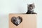 Two gray little kittens playing in a brown box