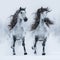 Two gray long-maned Andalusian horses run gallop across field