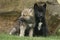 Two gray Northwestern wolfs Canis lupus occidentalis also called timber wolf sitting before a rock