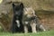 Two gray Northwestern wolfs Canis lupus occidentalis also called timber wolf sitting before a rock