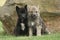 Two gray Northwestern wolfs Canis lupus occidentalis also called timber wolf sitting before a rock