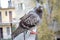 Two gray pigeons