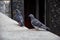 Two gray pigeons in the square. The dove is considered a sacred bird and a messenger of the gods. In Freemasonry, the