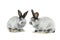 Two gray rabbit