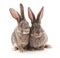 Two gray rabbits.