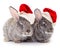 Two gray rabbits in a Santa Claus hat isolated