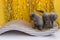 Two gray scottish kittens are playing. Yellow background. Funny animals. Pets