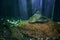 Two gray spotted Pterygoplichthys gibbiceps fishes lie on the stone bottom of the tank behind glass. Exotic armored catfish in the