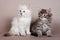 Two gray striped kitten Siberian cats