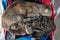 Two gray tabby kittens sleep cuddled together