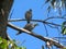 Two gray Tobacco Doves on separate branches in a tree