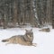 two gray wolf lies in snow on the background of the forest