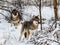 Two gray wolfs, Canis lupus, standing in snowy winter forest.