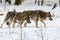 Two gray wolfs, Canis lupus, walking to the right, while sniffing on the ground. Snowy winter forest.