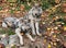 Two Gray Wolves Looking at the Camera