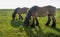 Two grazing Belgian horses