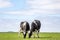 Two grazing black and white cows, their heads side by side in a pasture under a blue sky and a faraway straight horizon