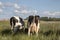 Two grazing black and white cows, viewed from behind, standing in high grass and manure on their buttocks, clouds in the sky,