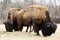 Two Grazing Buffalos, Czech Republic, Europe