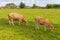 Two grazing cows in the meadow. Pair of cows in the field. Cattle farm. Pasture concept. Domestic animal.