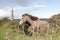 Two grazing Irish horses and ancient round tower