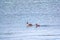 Two Great Crested Grebes swim in the lake