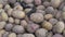 Two Great Crested Newt (Triturus cristatus) on potato in vegetable cellar