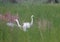 Two great egret Ardea alba feed on a pond