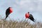 Two great Frigate Birds