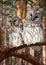 Two Great Grey Owls