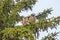 Two great horned owlets