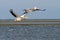 Two great pelicans in flight over the lagoon