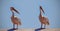 Two  Great Pink Namibian Pelicans Birds Against a Bright Blue Sky