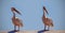 Two Great Pink Namibian Pelicans Birds Against a Bright Blue Sky