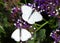 Two Great southern white butterflies on purple flowers