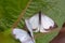 Two great southern white butterfly in different steps of the courtship I