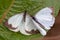 Two great southern white butterfly in different steps of the courtship III