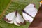 Two great southern white butterfly in different steps of the courtship IV