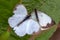 Two great southern white butterfly in different steps of the courtship IX