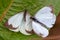 Two great southern white butterfly in different steps of the courtship V