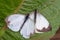 Two great southern white butterfly in different steps of the courtship VI